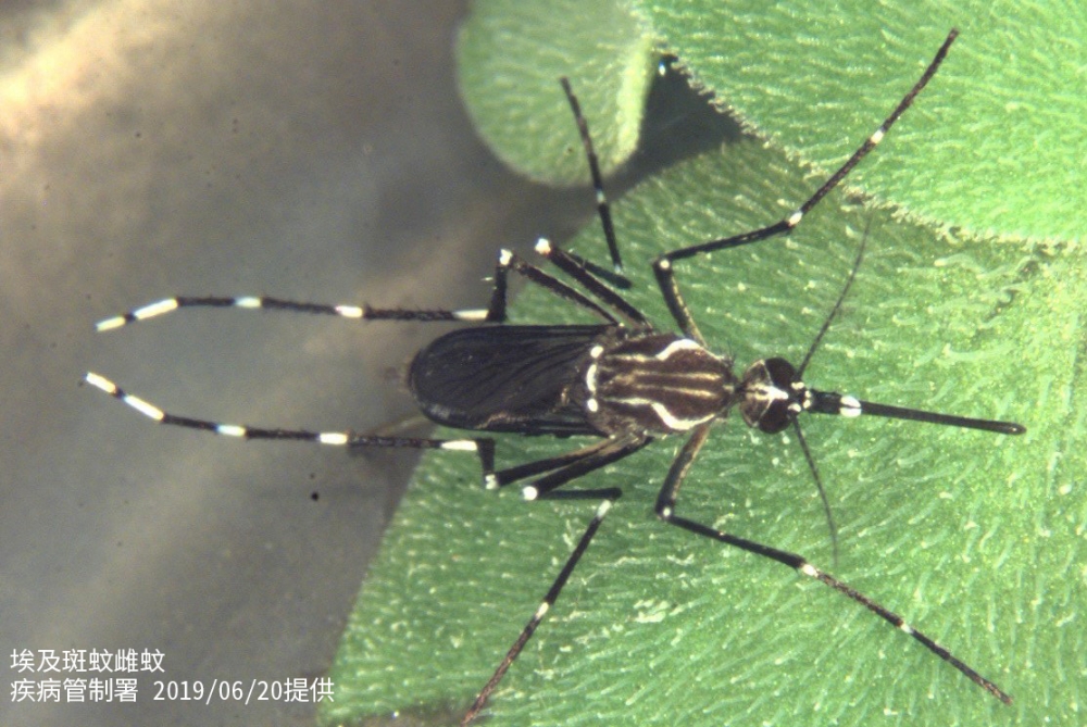 疾病管制署26日公布台灣首例本土屈公病例；圖為埃及斑蚊。（圖片由疾管署提供）