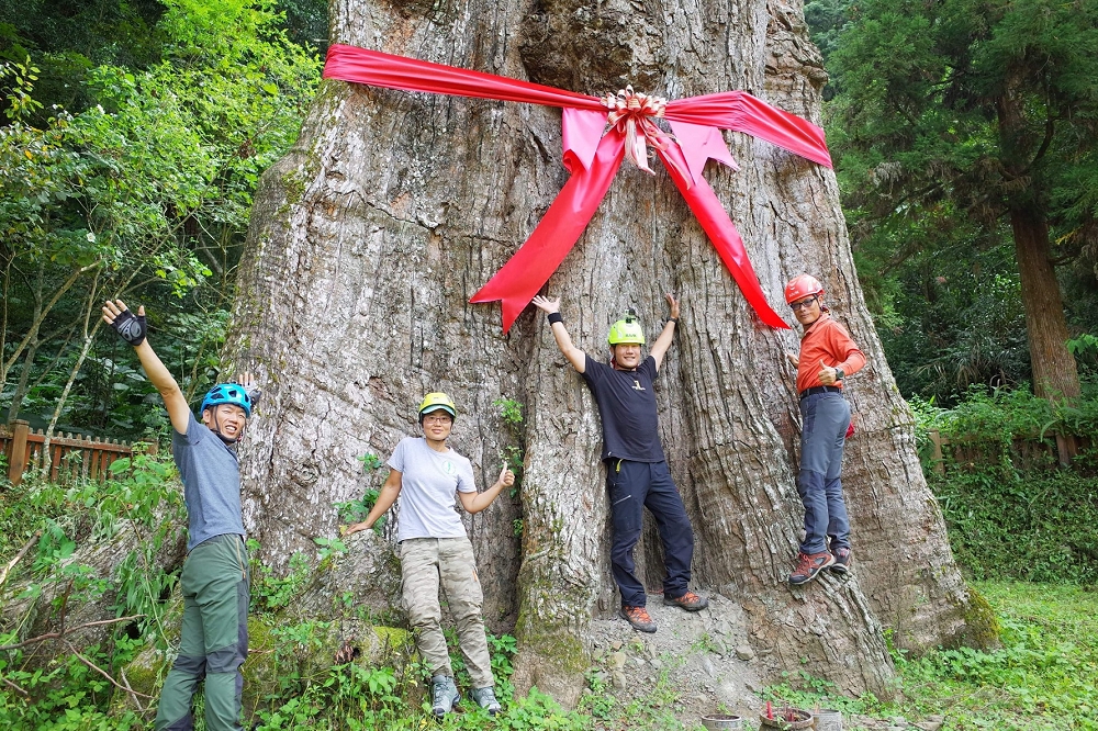「找樹的人」團隊2018年對南投「樟樹公」樹高進行儀器測量，登錄在世界神木網站上成為世界最高樟樹。（圖片取自找樹的人臉書）