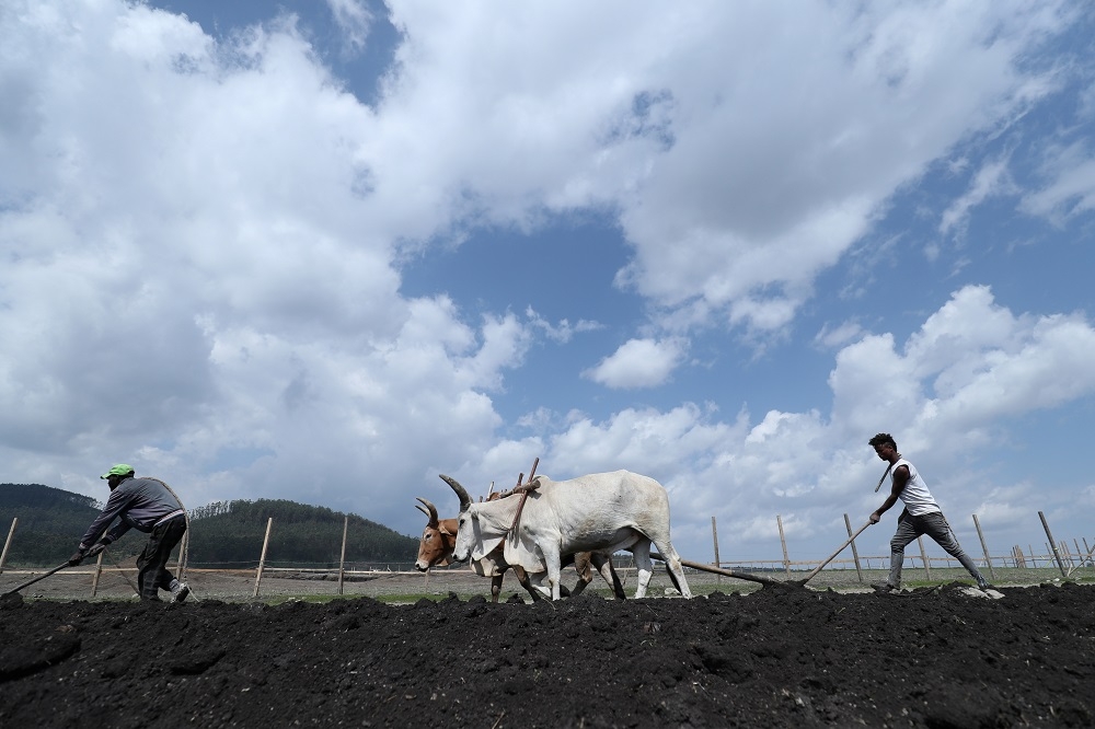 許多衣索比亞國民以農業為生。圖為當地一處農地。（湯森路透）