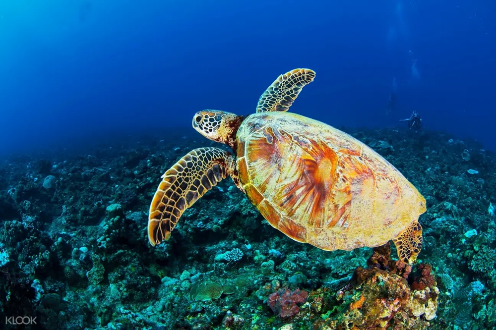 小琉球浮潛觀賞綠蠵龜。（圖片：KLOOK）
