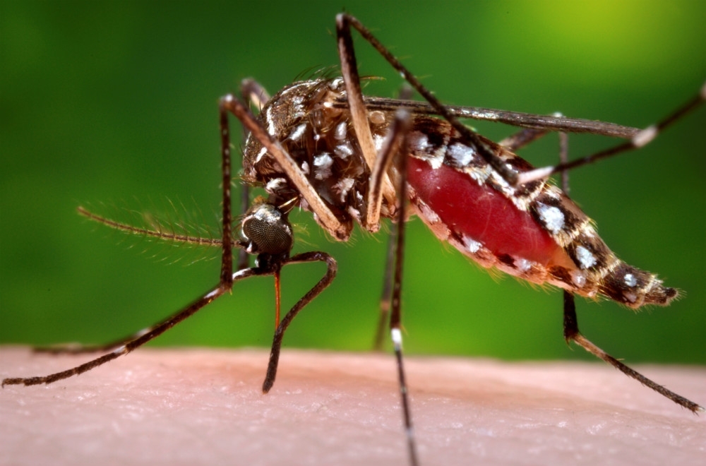 傳播登革熱病毒的「兇手」：埃及斑蚊。（湯森路透）