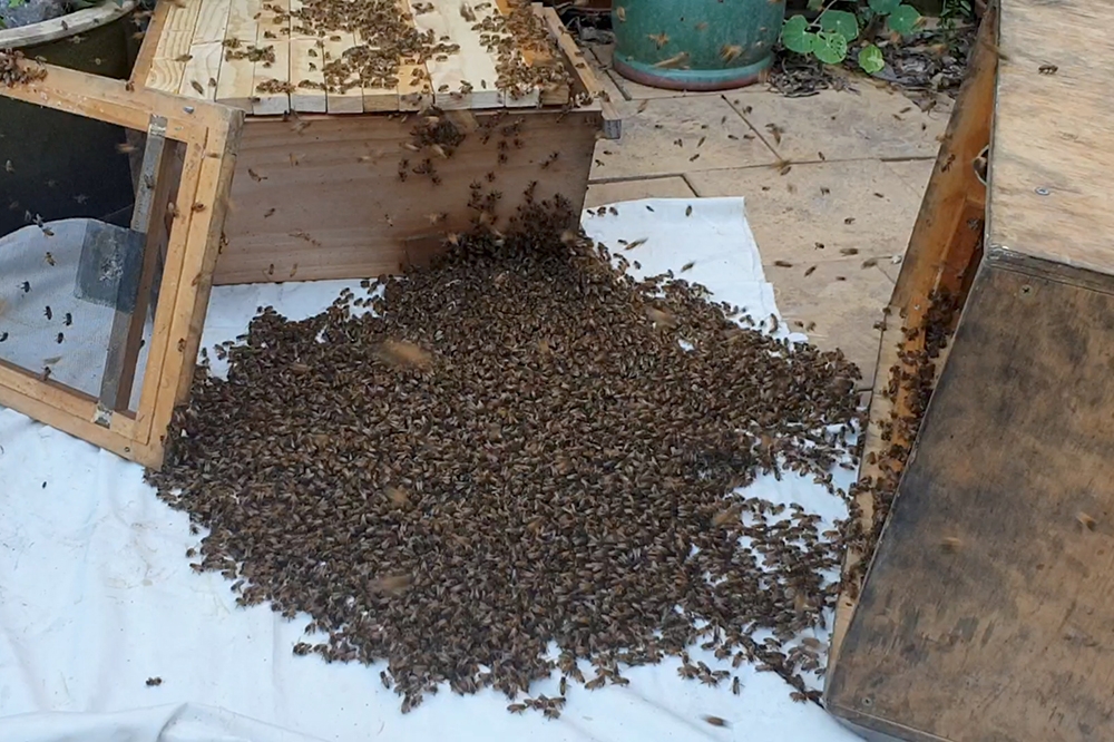 蜜蜂經常被極端天氣及人為因素而出現集體死亡的事件。（湯森路透）