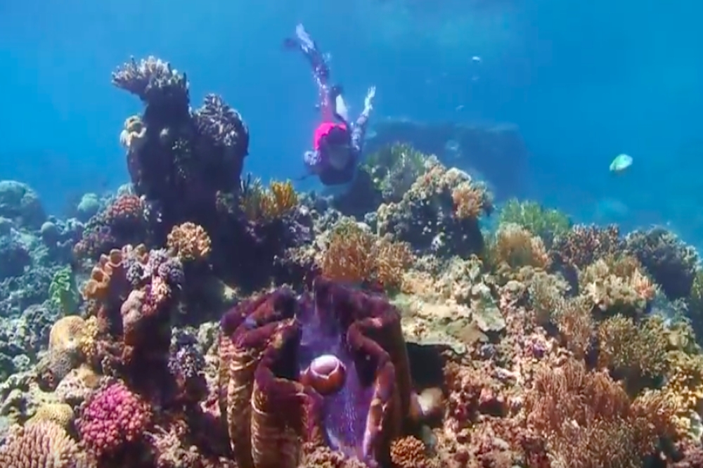 澳州大堡礁因氣候變遷，出現嚴重白化現象。（翻攝自Youtube）