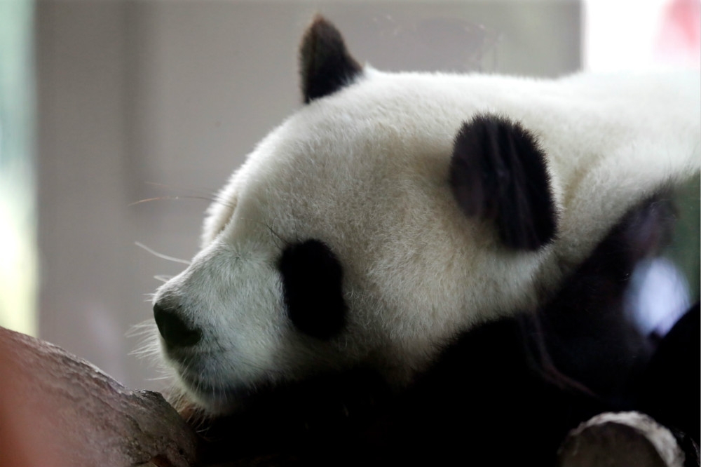 從中國租借、遠道赴德國柏林的大熊貓「夢夢」產下雙胞胎。（湯森路透）