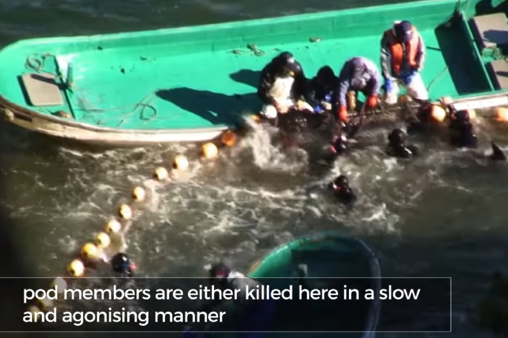 太地町有驅獵海豚的傳統，遭到許多環保人士批評。（圖片取自影片）