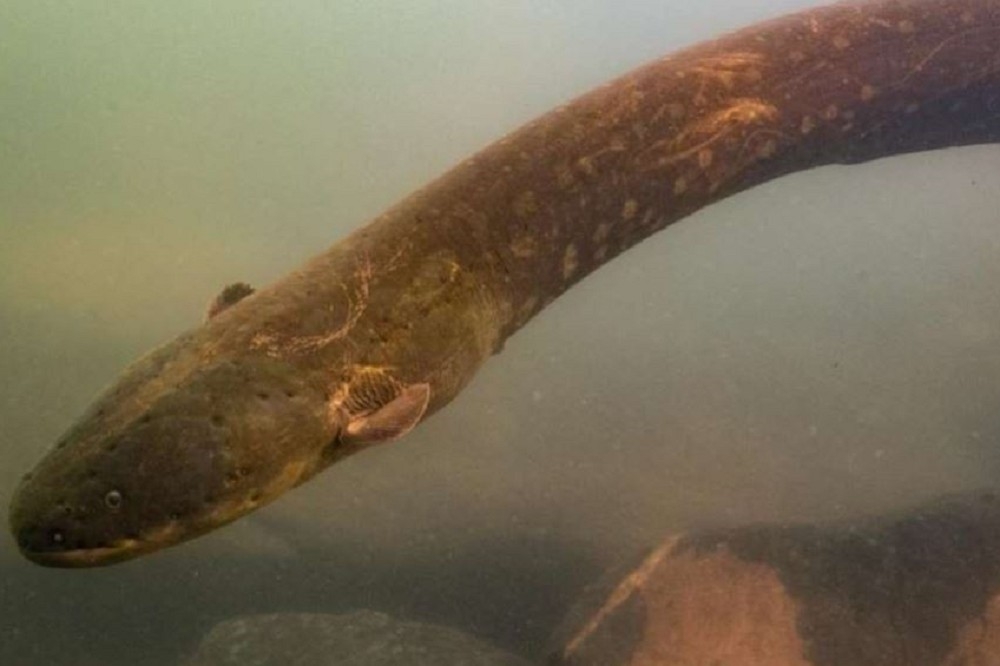 科學家在亞馬遜雨林發現電鰻的兩個新物種，電力均破記錄。（圖片取自影片）