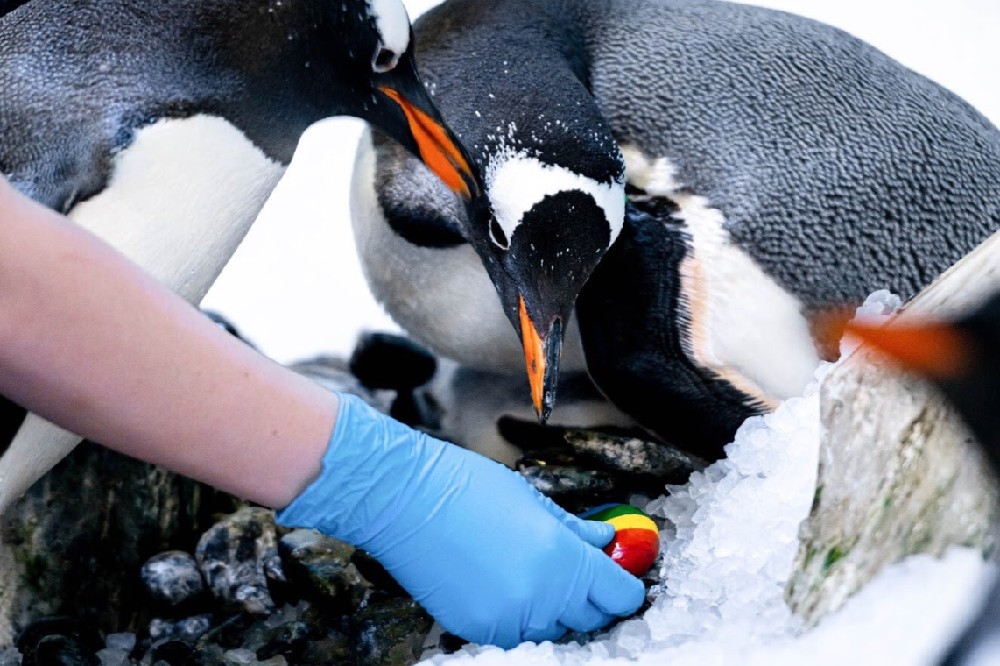 英國倫敦海洋生物水族館的同性企鵝媽媽，將共同養育一隻無性別企鵝寶寶。（取自Sea Life London Aquarium推特）