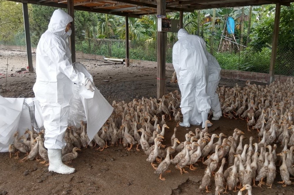 高雄市旗山區鴨場，經分析後確診為感染H5N5高病原性禽流感（HPAI）病毒，是台灣首度檢驗出H5N5禽流感病毒的案例；圖為禽流感示意圖。（屏東縣動物防疫所提供）