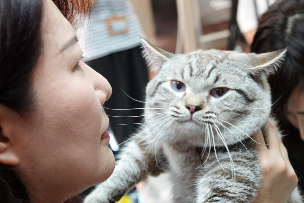據統計，台灣人2017年飼養狗貓數分別為177萬、73萬，但現行法規下，毛小孩卻可能面臨「無藥可用」風險。（資料照片／羅佳蓉攝）
