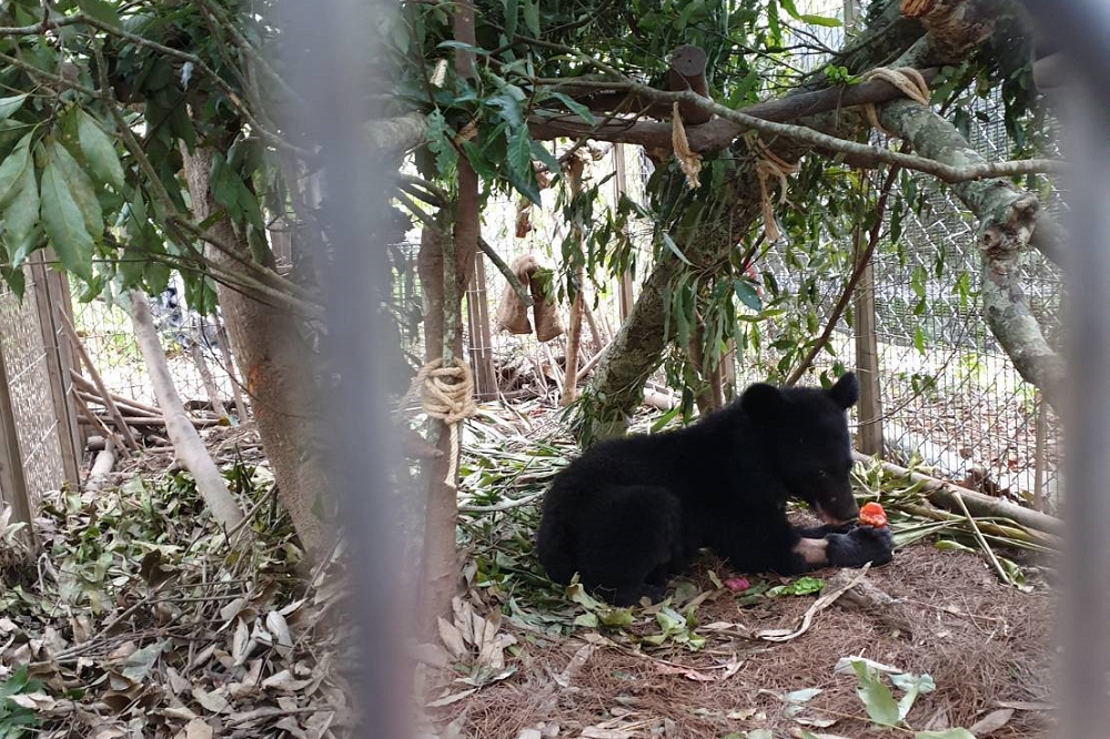 9月27日的小黑熊，因偷吃雞飼料遭村民逮捕，由於體重不足暫時收養，10月29日利稻村決議取名為Litu。（台東林管處提供）