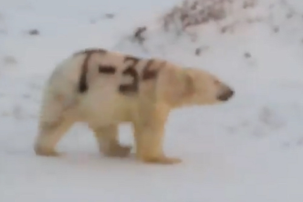 有隻北極熊的身體側邊被噴上黑色字母和數字「T-34」的影片，近日在社群媒體上流傳。（翻攝自Facebook影片）