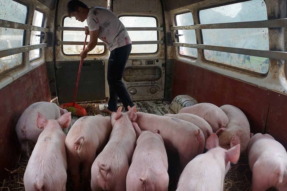 隨著中國各省皆淪為非洲豬瘟疫區，豬肉產量供不應求、價格飆漲。（湯森路透）
