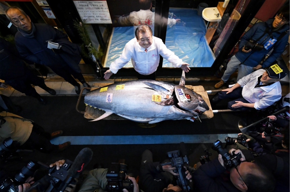 知名餐廳「喜代村」社長木村清（上），向媒體展示剛買下的276公斤黑鮪魚。（湯森路透）