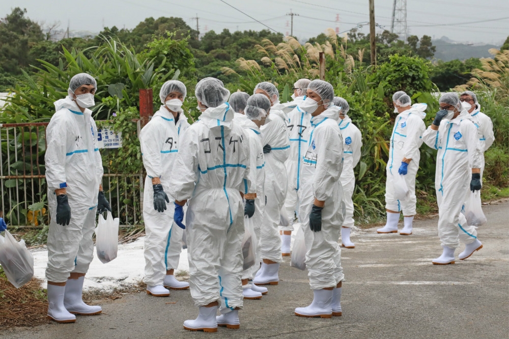 日本自衛隊協助沖繩養殖場進行清理消毒，預防豬瘟疫情擴散。（湯森路透）