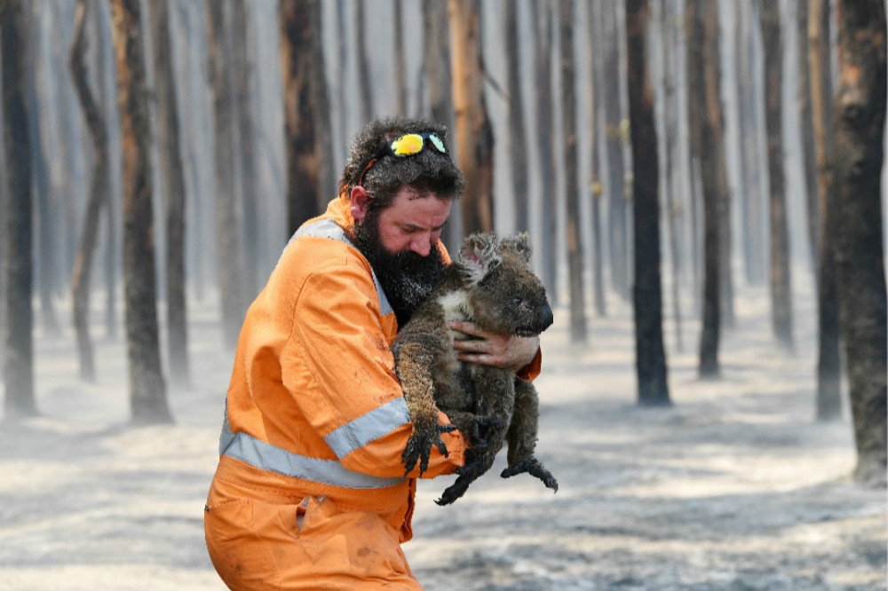 救災人員從火場救出一隻受傷的野生無尾熊。（湯森路透）