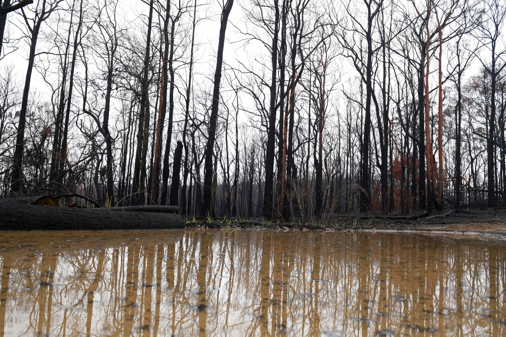 澳洲藍山世界遺產生態區遭大火毀滅逾半面積。（湯森路透）