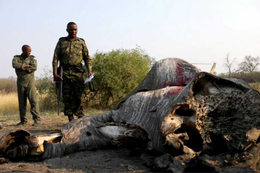 波札那國防軍官兵發現草原上遭盜獵的大象屍體。（湯森路透）