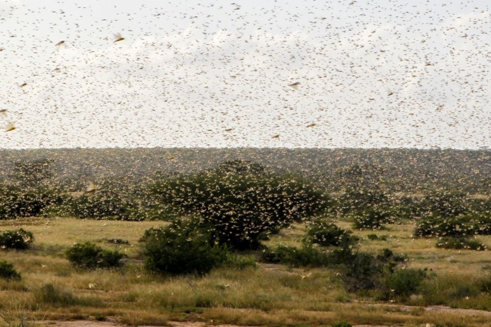 索馬利亞上空漫天的蝗蟲。（湯森路透）