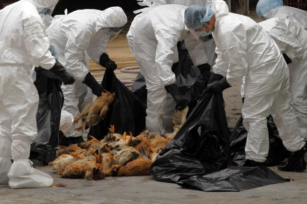越南禽流感疫情嚴重，已撲殺5萬5000隻家禽。（湯森路透）