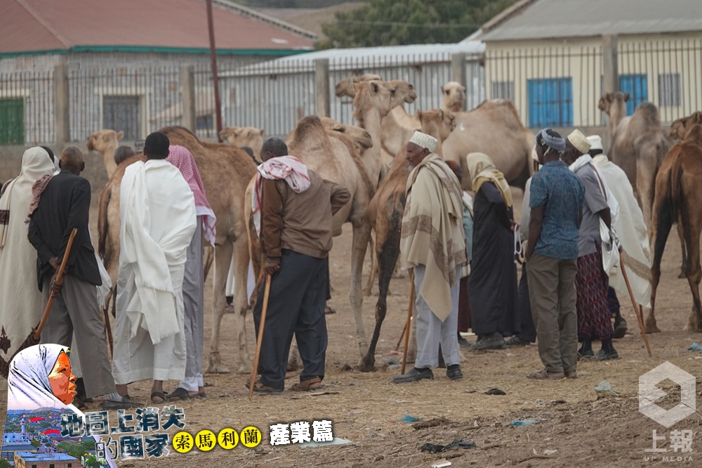 索馬利蘭不被國際承認，外資投資少，加上缺乏旅遊業，駱駝牲畜出口成最大宗帶動國內經濟之一。（許雅慧攝）