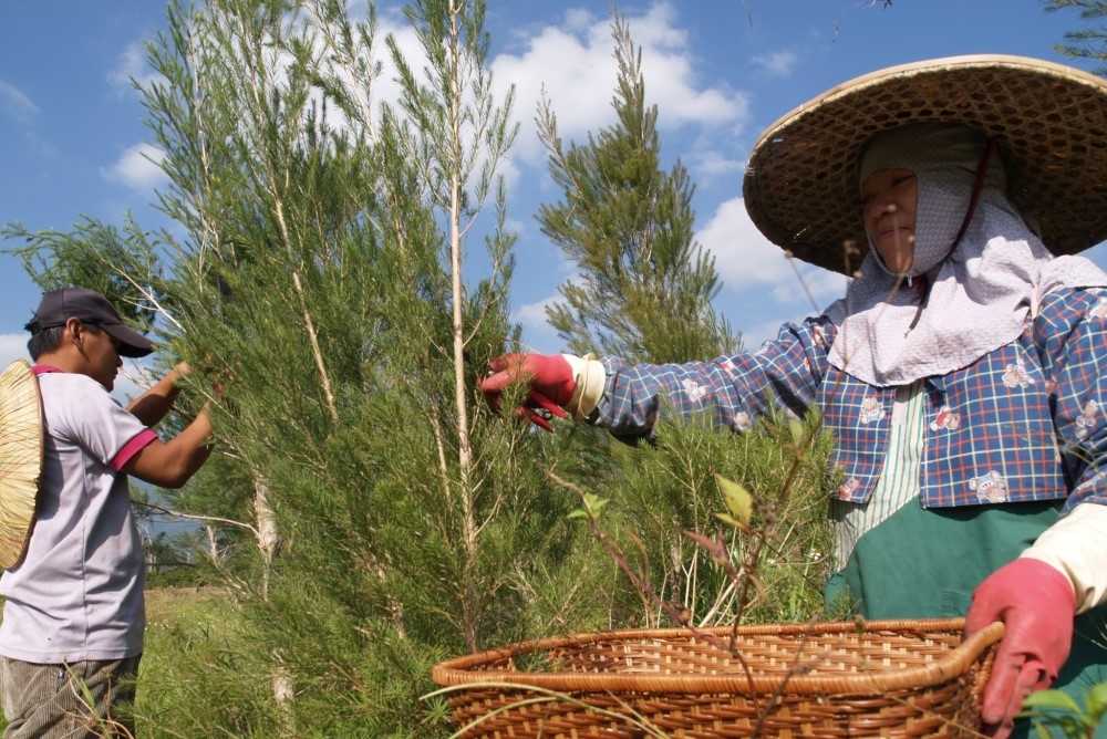 草繹的茶樹防護潔手凝膠，採用友善大地，有機無毒方式種植以手工嚴選茶樹植萃。（草繹提供）