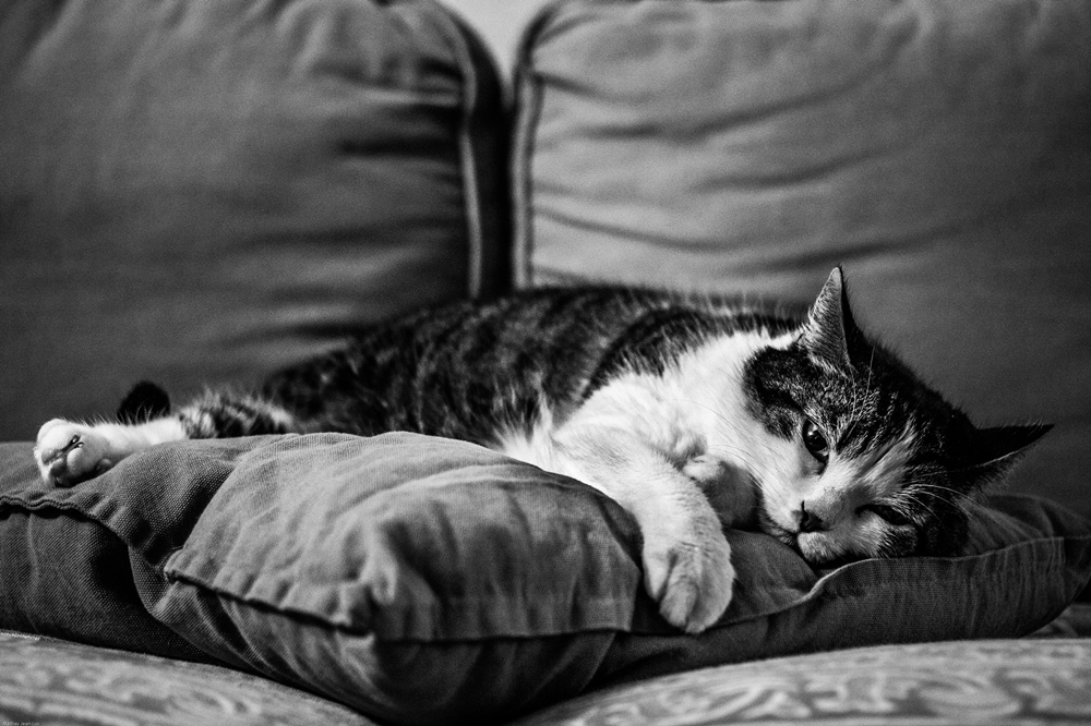（2016 ©Jean-Luc Mathay , Cat's hard life @ Flickr, CC BY-SA 2.0.）