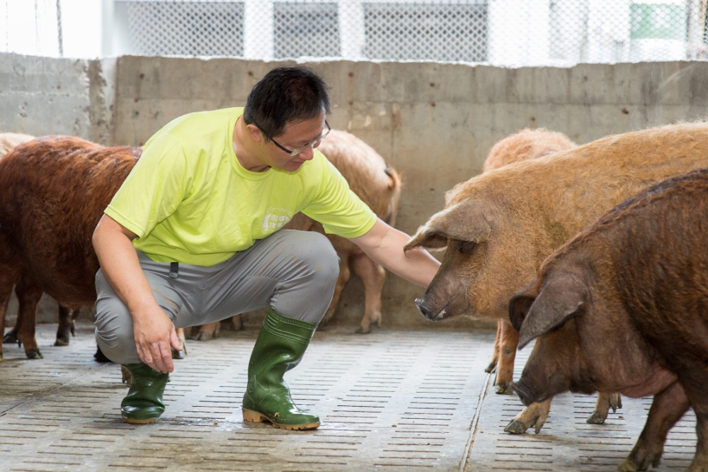 「永隆牧場」負責人張勝哲是台灣首次自行育成純種綿羊豬的幕後推手（永隆牧場提供）