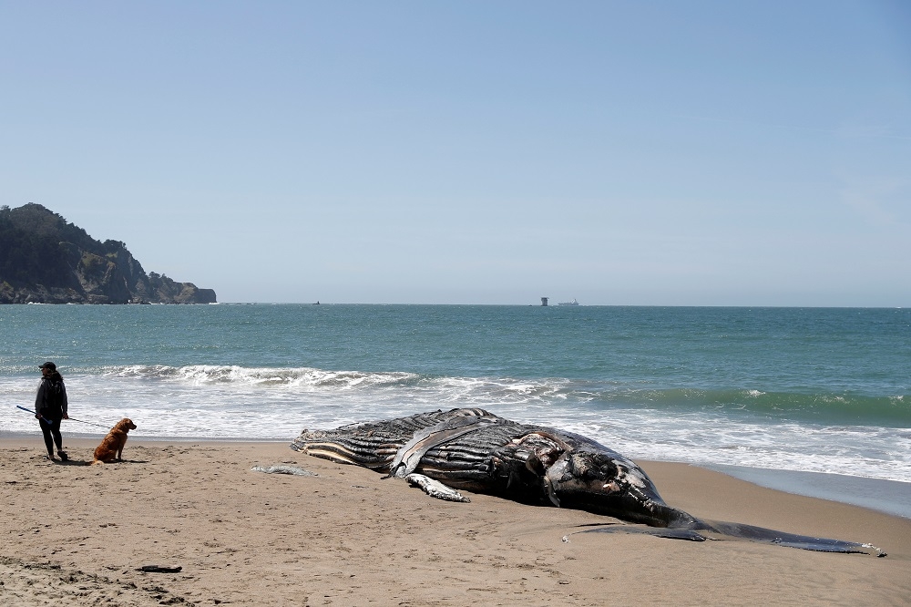 圖為一頭擱淺於舊金山貝克海灘的座頭鯨。（湯森路透）