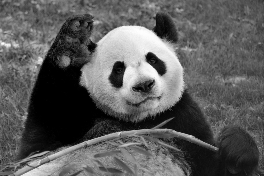 由於新鮮竹子無法及時運補，卡加利動物園決定、讓兩隻大熊貓提前返回中國。（圖片取自Calgary Zoo臉書）