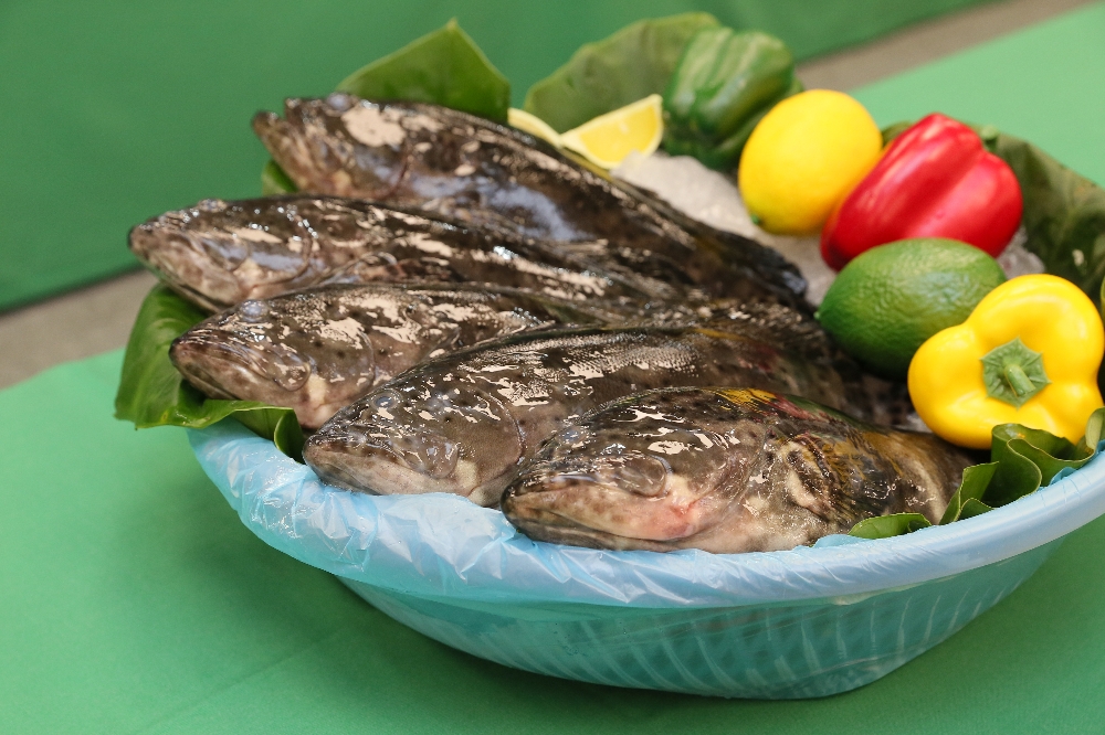 為了慶祝台灣17日迎來連續第10天零確診，農委會漁業署特別送上石斑魚祝賀「十全十美」。（指揮中心提供）