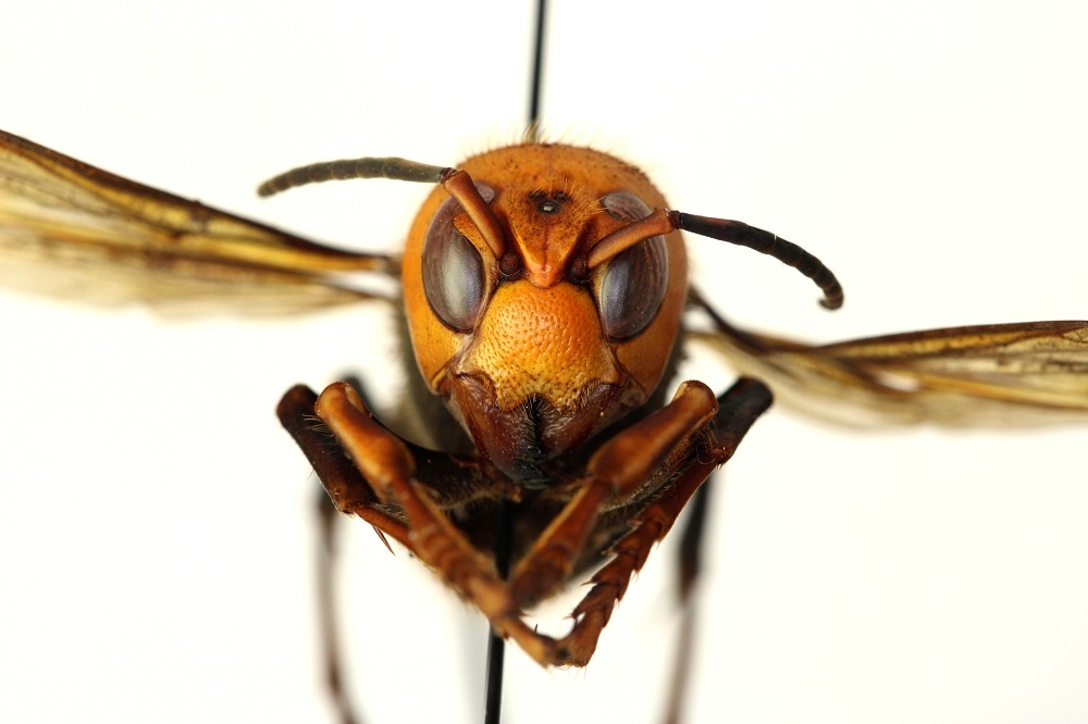 亞洲殺人蜂 毒性強可致命入侵美國威脅蜜蜂生存破壞北美農業 上報 國際