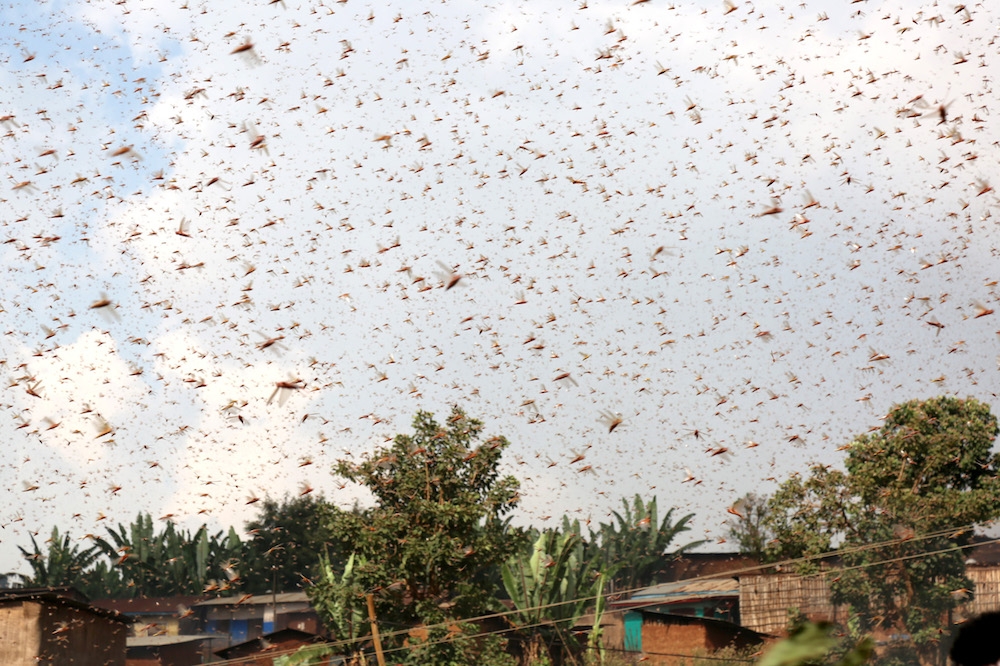 沙漠蝗蟲使衣索比亞、索馬利亞、肯亞和南蘇丹的糧食安全受到嚴重破壞。（台灣世界展望會提供）