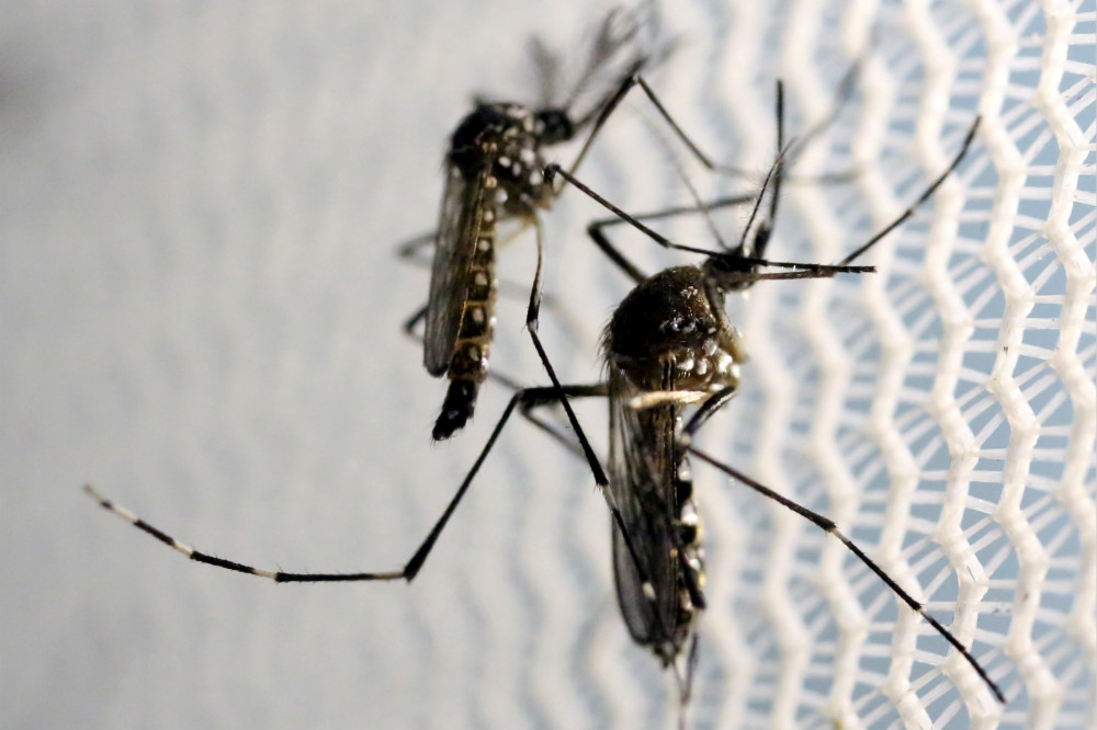 由蚊子傳染的登革熱病毒，再次肆虐東南亞各國。（湯森路透）