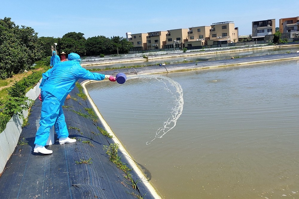 今年4月底在中國沿海地區爆發的甲殼類病毒「十足目虹彩」病毒疫情，不到2個月已入侵台灣養殖場。（新竹縣政府提供）