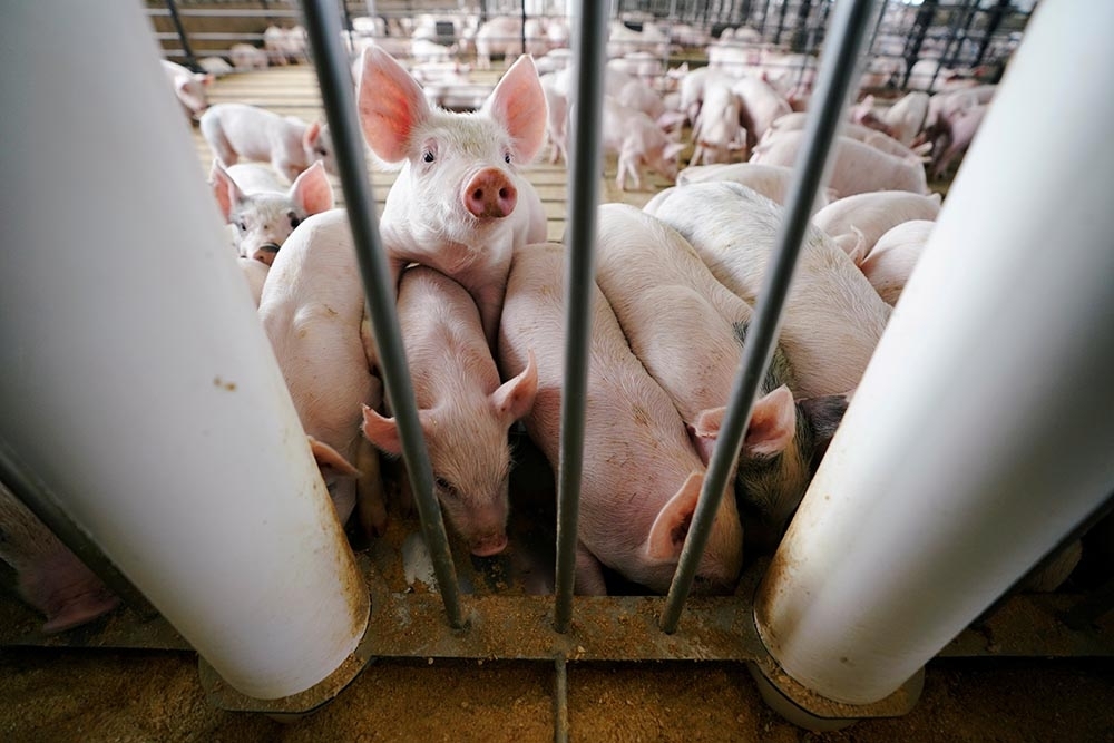 中國傳出豬流感，且已有2人確診。（湯森路透）