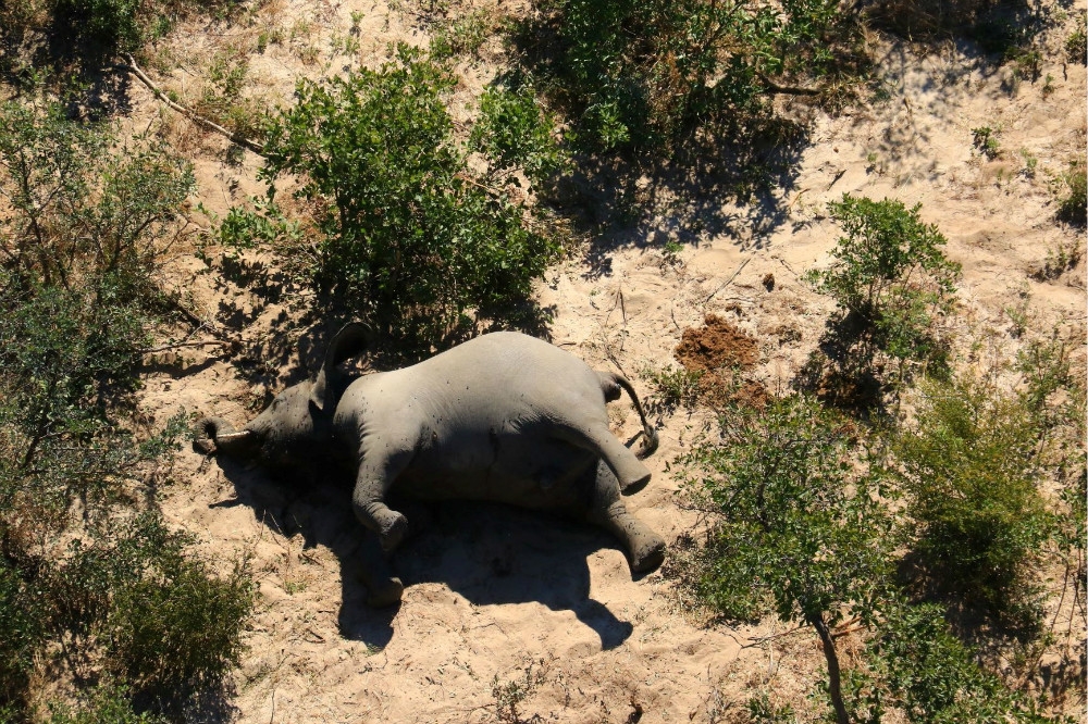 做為非洲重要象群聚集地的波札那，每年都有許多大象遭到獵殺。（湯森路透）