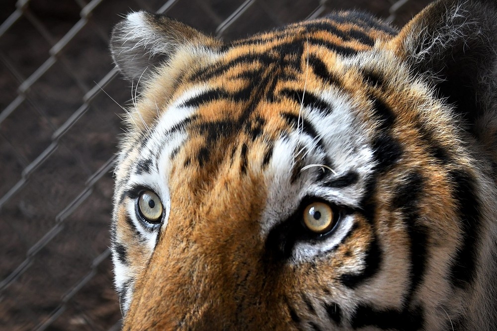 蘇黎世動物園發生老虎攻擊人的事件。圖片非文中所指的西伯利亞老虎。（湯森路透）