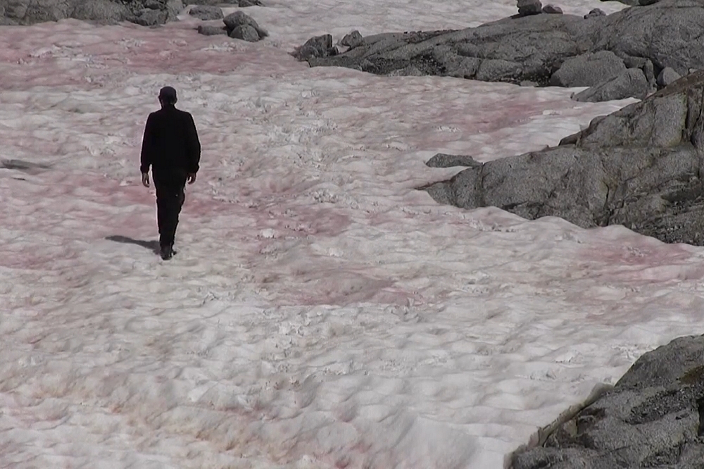 義大利阿爾卑斯山的普勒塞納冰川被染成粉色。（翻攝自YouTube）