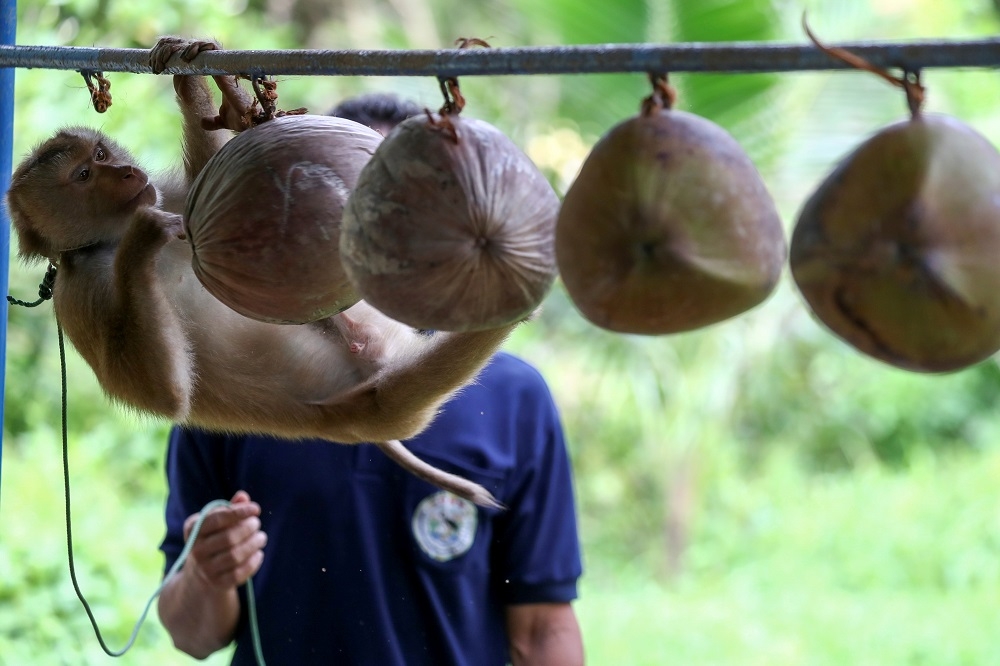 泰國素叻他尼省的訓練師正在訓練猴子如何採收椰子。（湯森路透）