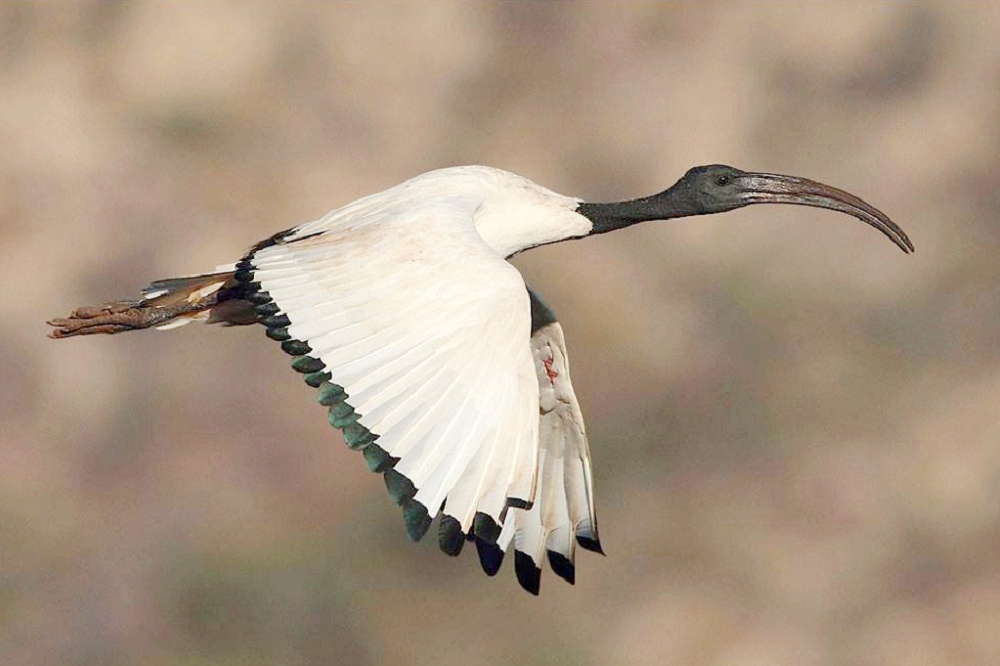 花蓮林管處日前表示，7月9日接獲民眾通報，在花蓮溪口發現有「巫婆鳥」之稱的外來種埃及聖䴉蹤跡。（取自維基百科）