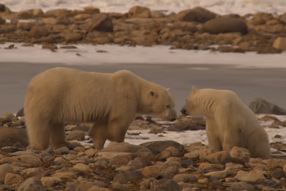 最新研究顯示，若溫室氣體排放量居高不下，北極熊恐怕將在21世紀末於地球滅絕。（翻攝自YouTube）