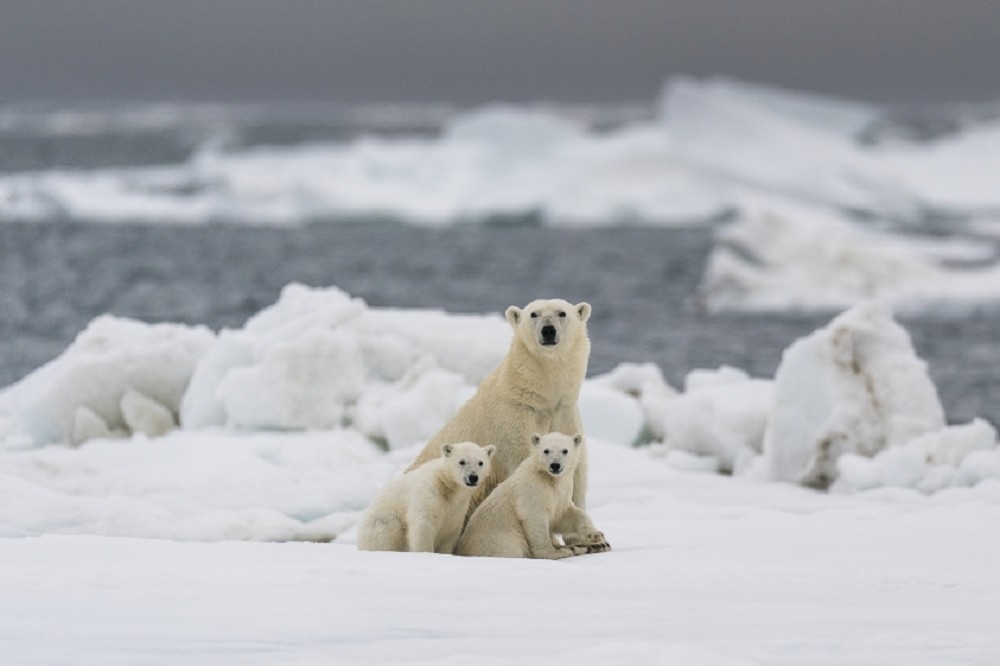 斯瓦巴群島上的北極熊。（湯森路透）