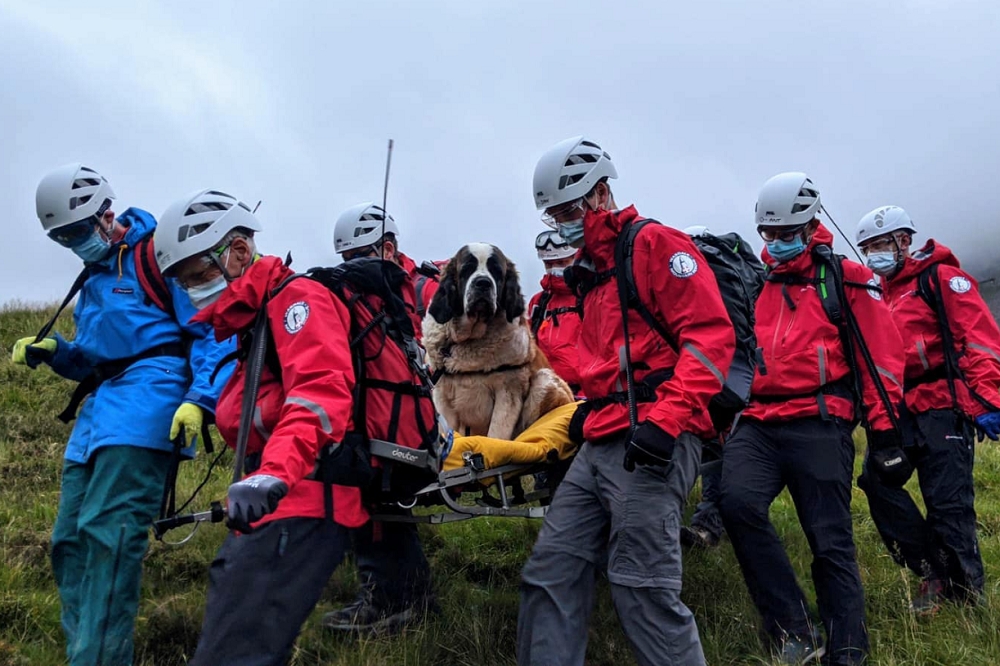 英國一隻聖伯納犬黛西日前受困英格蘭最高峰。（取自Wasdale Mountain Rescue Team網站）