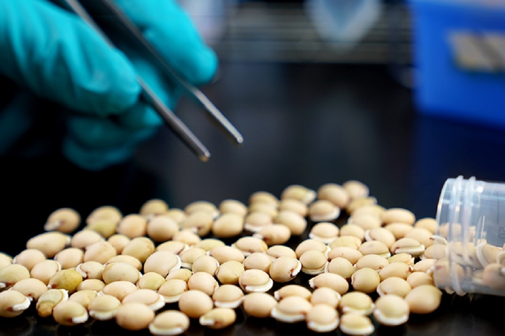 中研院首見《本草綱目》記載過的「白扁豆」，從中萃取出的蛋白質FRIL可抓住新冠病毒表面的醣分子。（中研院提供）