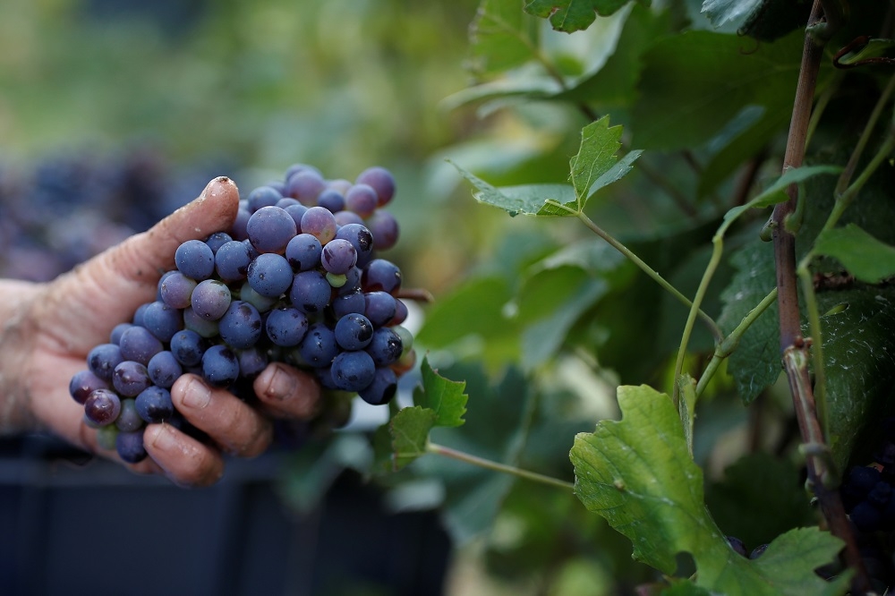 法國一處果園有工作人員在收成要用來生產香檳的葡萄。（湯森路透）