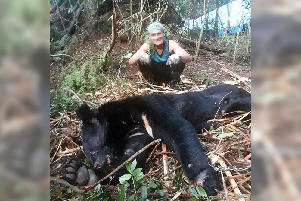 何姓男子原不承認黑熊是遭其殺害，但警方在他的手機發現一張與死掉黑熊的合照。（新竹林務局提供）