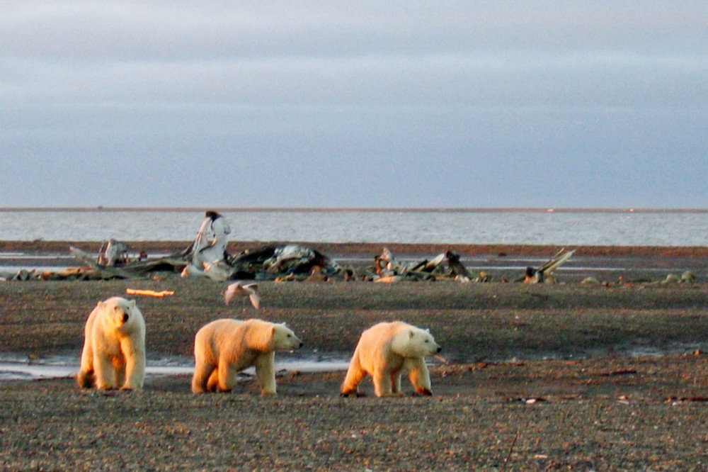 生活在阿拉斯加海岸的北極熊群。（湯森路透）