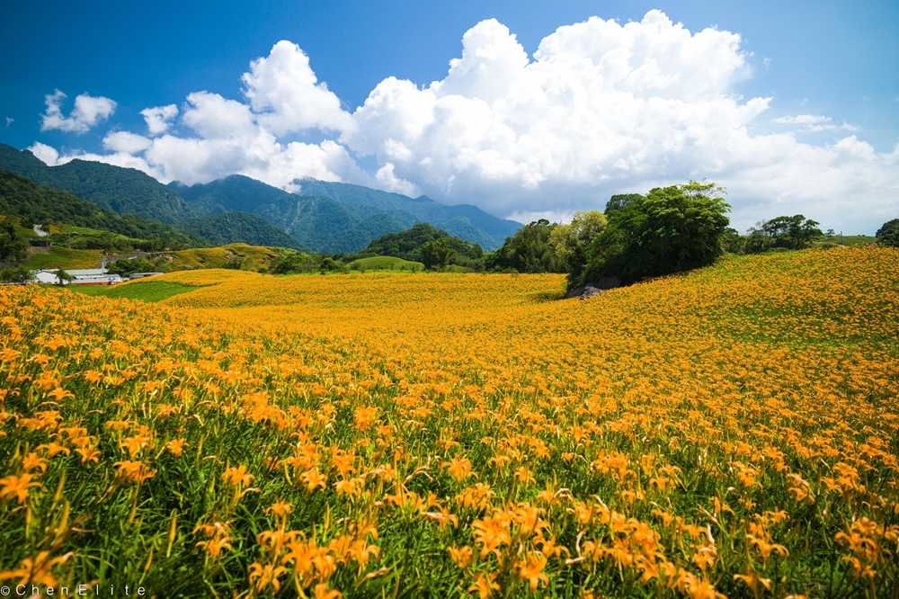 六十石山的金針花海（2015 © 廷燦 陳 ,15-08-19 六十石山-22 @ Flickr, CC BY-SA 2.0.）