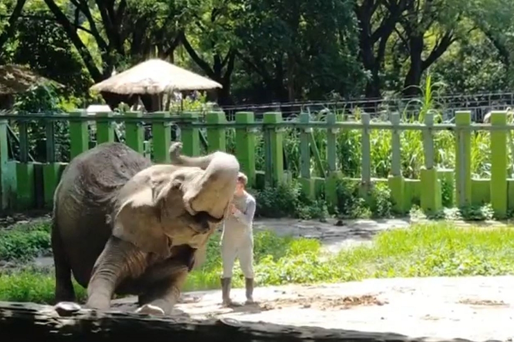 高雄壽山動物園一頭非洲象「阿里」，與相處39年，現在已退休的保育員張永興重逢。（擷自壽山動物園粉專）