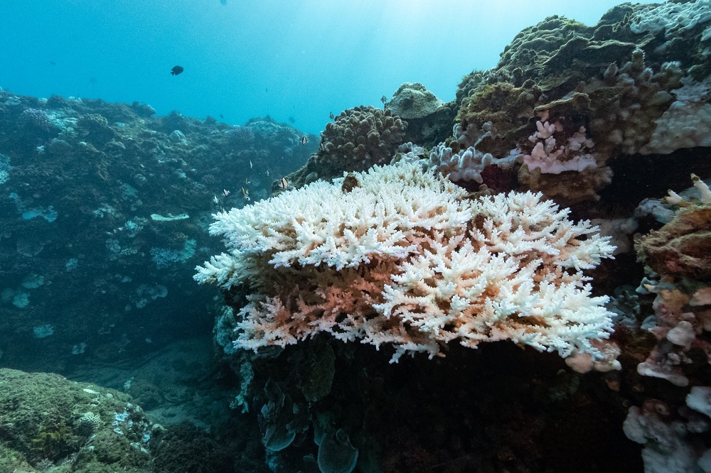 台灣曾有「珊瑚王國」美譽，台灣的珊瑚礁群落位於墾丁、綠島及蘭嶼周遭的海域；然而，2020年8月，墾丁多處潛點皆發現大量珊瑚白化現象。（取自綠色和平官網）